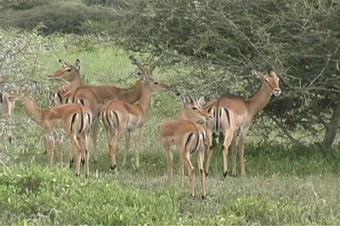Herd of Impala Video stock 97142
