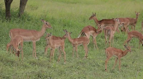 Herd of Impala Stock Footage 28651186