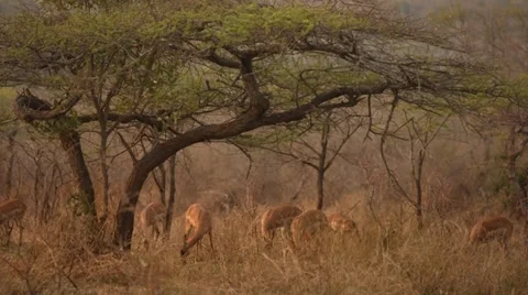 Herd of Impala Stock Footage 30778856