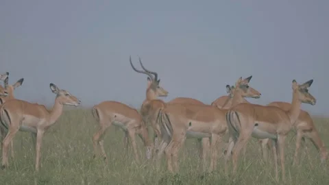 Herd of Impala graze, whilst alpha male stands watch. Stock Footage 156466016
