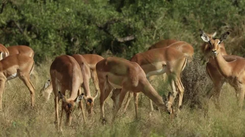 A herd of impala grazes peacefully in the grassland in Kruger National Park. Stock Footage 342996207