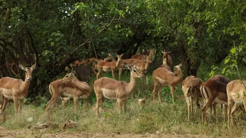A herd of impala grazes peacefully in the grassland in Kruger National Park. Stock Footage 342997489