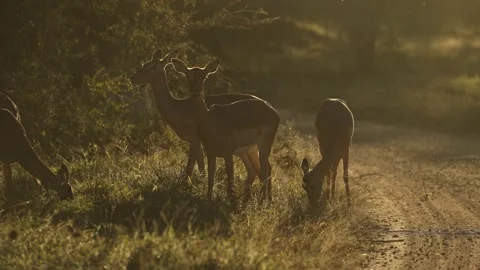 A herd of impala grazes peacefully in warm golden sunlight in Kruger National Stock Footage 342996408
