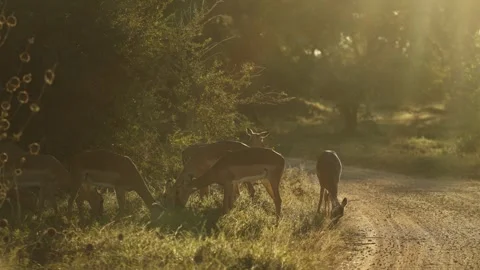 A herd of impala grazes peacefully in warm golden sunlight in Kruger National Stock Footage 342996857