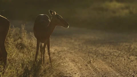 A herd of impala grazes peacefully in warm golden sunlight in Kruger National Stock Footage 342997472