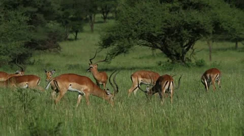 Herd of Impala grazing Vídeos de archivo 11302170