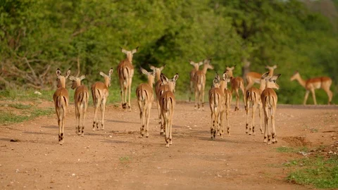 Herd of Impala in the open Vídeo Stock 103969084