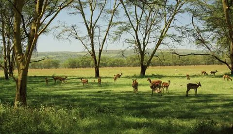 Herd of impala Stock Photos