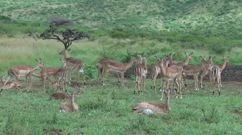 Herd of Impala resting Stock Footage 11137581
