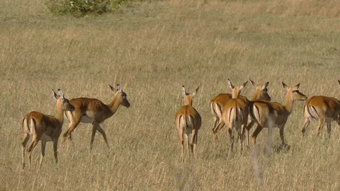 A herd of impala rests and grazes grass on a sunny day in the savannah Stock Footage 101254009