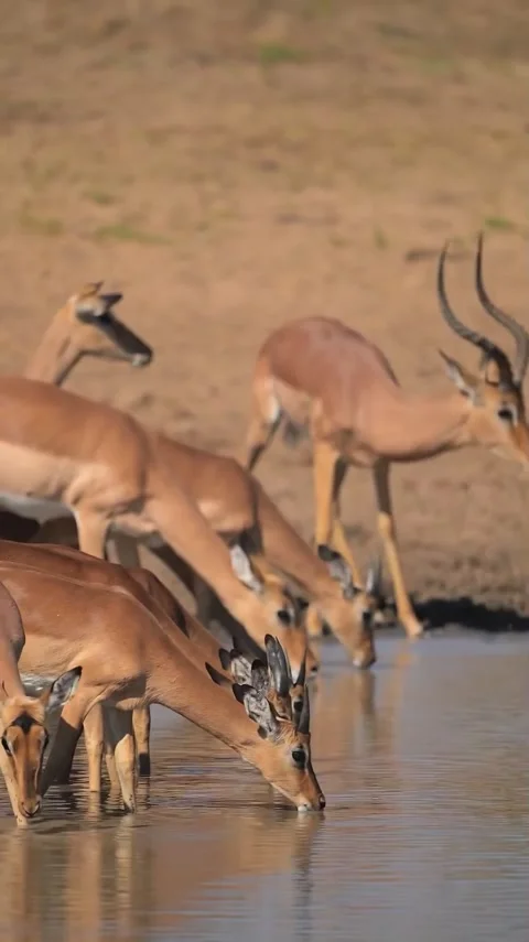 Herd of impala on the riverbank Vídeo Stock 330898477