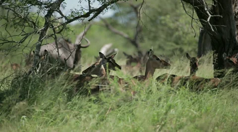 Herd of Impala with Wildebees Stock Footage 28558139