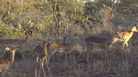 Herd of Impalas in the bush Stock Footage 83842983