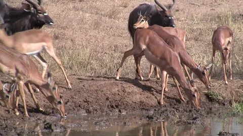 Herd of Impalas drinking at waterhole Stock Footage 2138715