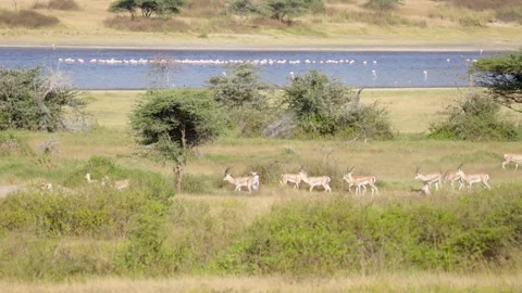 Herd of Impalas Stock Footage 327620487
