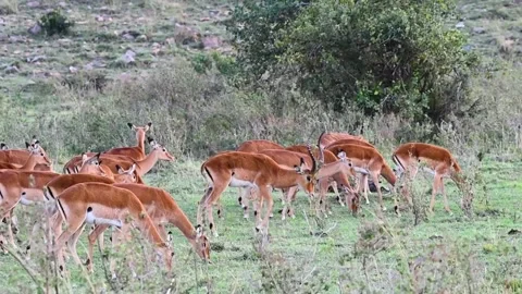 A herd of impalas grazing in the grass Video stock 221911188