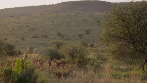 Herd of Impalas grazing next to shrub in sunrise Video stock 310973321