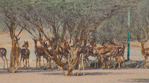 Herd of Impalas Resting Under Shady Trees in Dry African Habitat Stock Footage 324770086