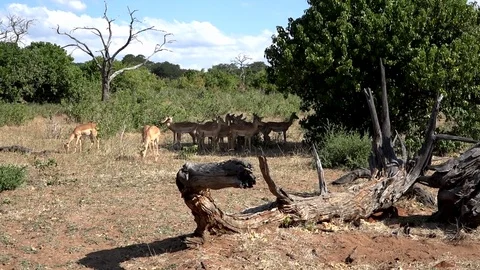 Herd Of Impalas Trying To Stay Cool In The African Heat Stock Footage 83191100