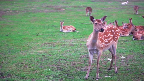Herd of Indian axis deer looking around in Safari Park, 4K close up copy space Stock Footage 156467619