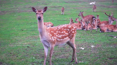 Herd of Indian axis deer looking around in Safari Park, 4K close up copy space Stock Footage 157115211