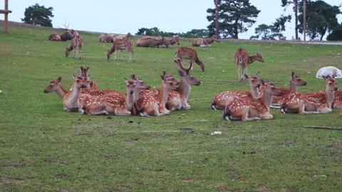Herd of Indian axis deer looking around in Safari Park, 4K close up copy space Video stock 157456320