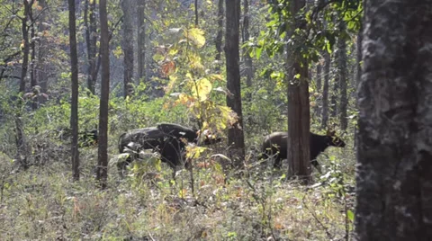 A herd of Indian Bison running Stock Footage 36794256