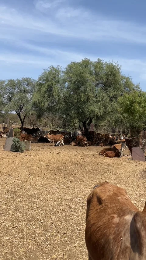 A herd of Indian cows resting under green trees in an open Gaushala Stock-Footage 331244750