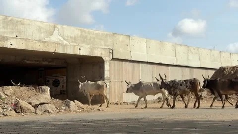 Herd of Indian Cows Walking Under Concrete Bridge in Rural India Stock Footage 331800669