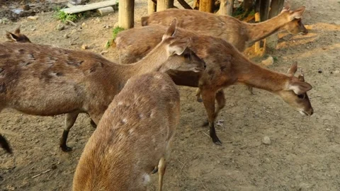 Herd of Javan rusa deer walking and grazing in deer park, Indonesia Vídeos de archivo 342303068