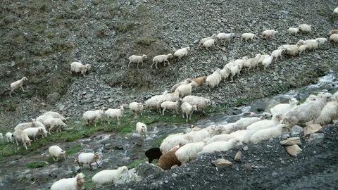 Herd of jumbuck walks along small river. Stock Footage 76935019