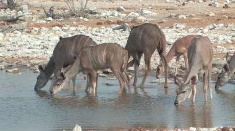 Herd of Kudus drinking at waterhole Vídeos de archivo 939451