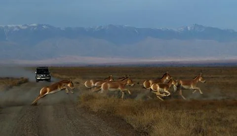 Herd of kulans Stock Photos