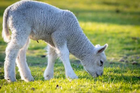 Herd of lamb feeding on ranch grass farm cattle animal selective focus blur Stock Photos