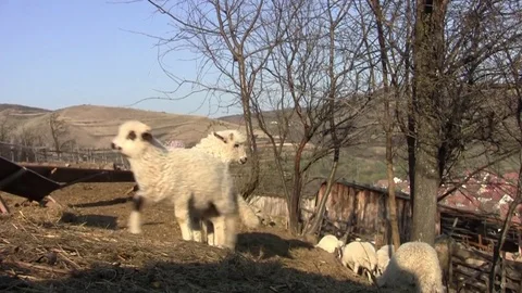 Herd of lambs climbing a steep slope under trees without foliage Stock Footage 82755423