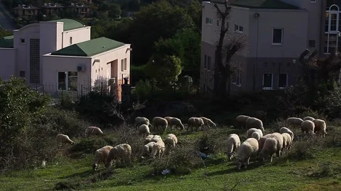 A herd of lambs feeding on grass between the houses Stock Footage 148666278
