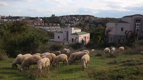 A herd of lambs feeding on grass between the houses Stock Footage 148666351