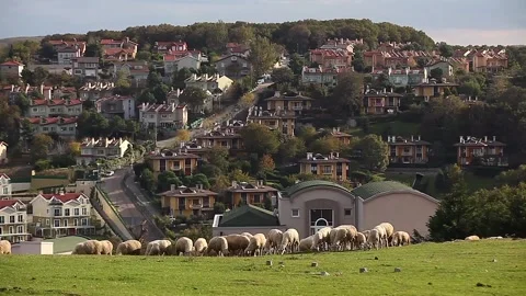 A herd of lambs feeding on grass between the houses Stock Footage 148666364