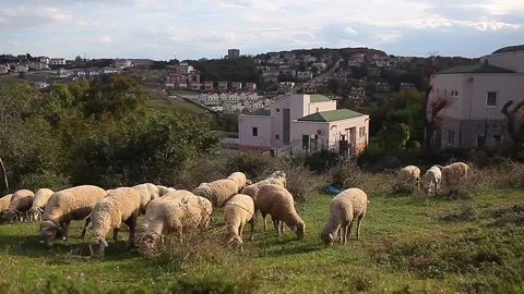 A herd of lambs feeding on grass between the houses Stock Footage 148666376