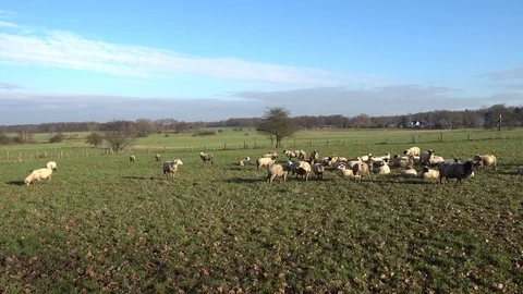 The herd of lambs is grazed on a meadow on the suburb of the Hannover city. Stock Footage 83097614