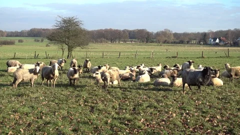 The herd of lambs is grazed on a meadow on the suburb of the Hannover city. Stock Footage 83097983