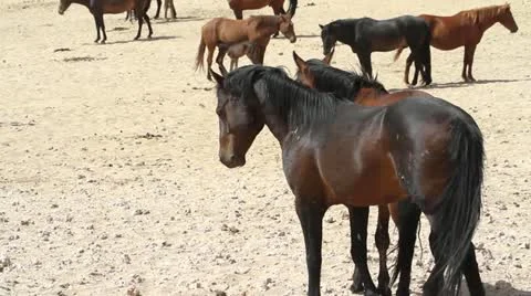 Herd landscape Stock Footage 12672518