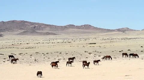 Herd landscape Stock Footage 12690655