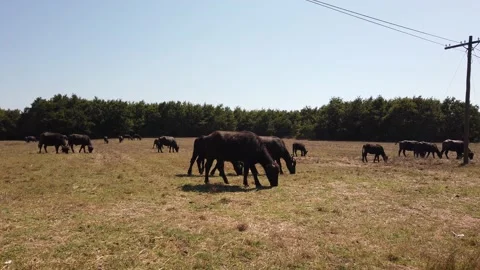 Herd of large brown cows and buffalo grazing in meadow. Dry grass hay in pasture Stock Footage 142396968