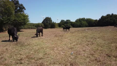 Herd of large brown cows and buffalo grazing in meadow. Dry grass hay in pasture Stock Footage 142396980