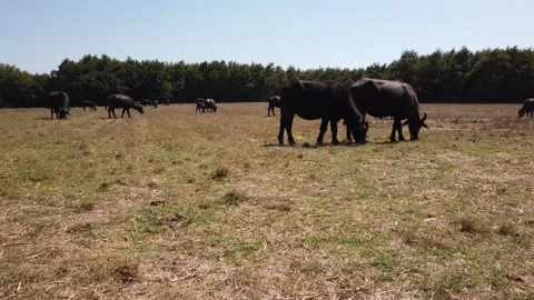 Herd of large brown cows and buffalo grazing in meadow. Dry grass hay in pasture Stock Footage 142396982