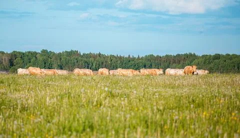 Herd of Light Colored Cows Grazing in a Wildflower Field Stock Photos