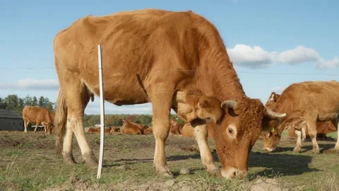 A herd of Limousin beef cows graze in a pasture behind an electric fence. Stock Footage 289399647