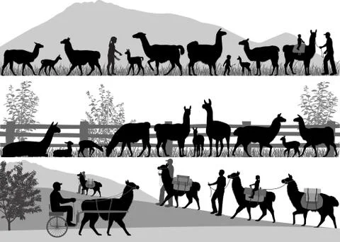 Herd of llama Stock Illustration