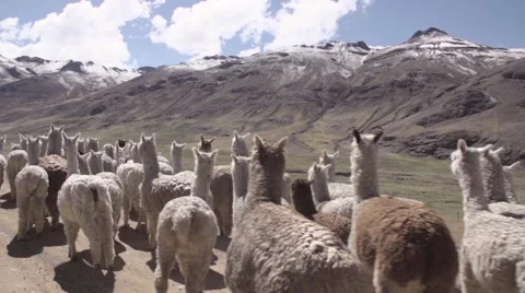 Herd of llama walking in field Stock Footage 67999828